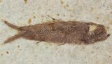 Small, Knightia Fossil Fish - Wyoming #47501-1